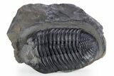Prone Phacopid (Drotops) Trilobite - Mrakib, Morocco #347267-3